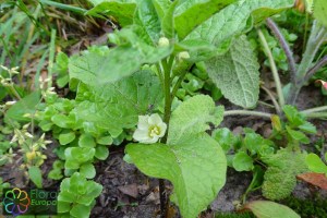 Physalis alkekengi.jpg_product